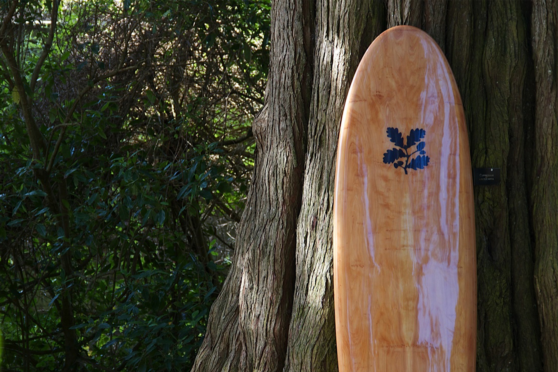 James Otter wooden surfboard National Trust at Trelissick Cornwall