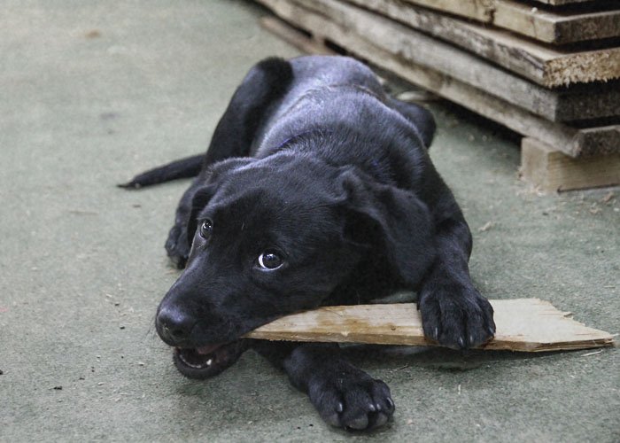 Buddy black Labrador in the workshop