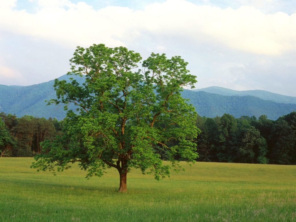 Walnut-Tree-Cades-Cove-Great-Smoky-Mountains-National-Park-Tennessee