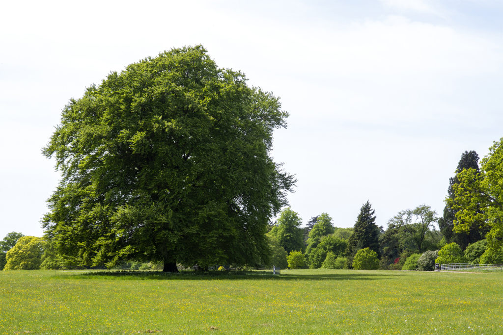 tree standing in a field at westonburt arboretum
