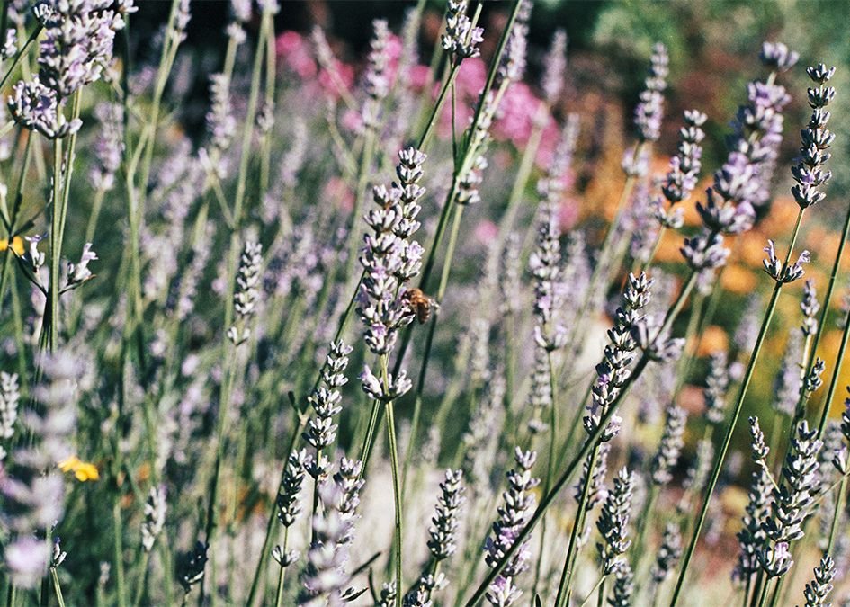 Bug Hotel Bee