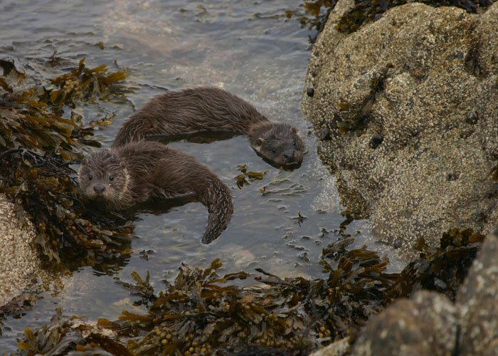 otter pups