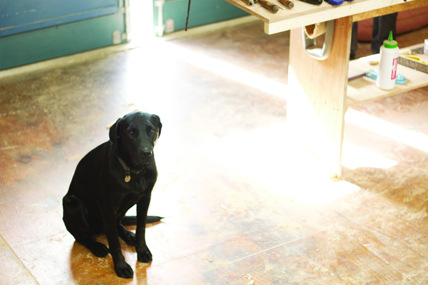 Claudio Pete and Patrick making wooden surfboards in the otter workshop buddy the dog