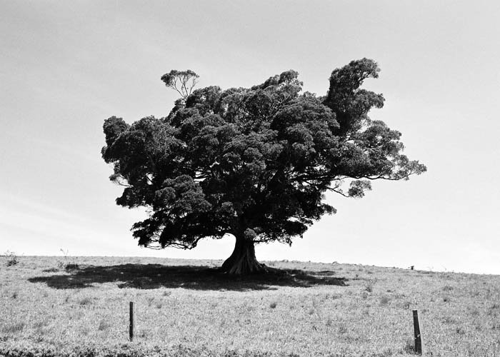 lonely tree