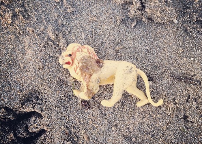 Martin Dorey 2minutebeachclean 2 minute beach clean kfornia lion