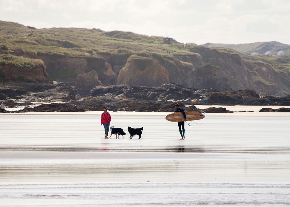 otter wooden surfboard beach surfer dogs