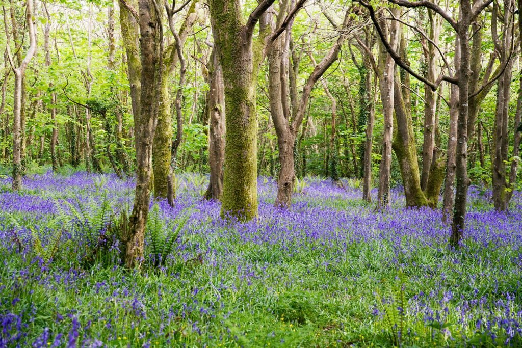 bluebells