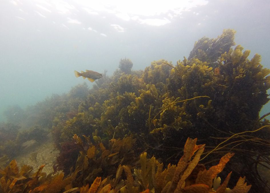 fish underwater