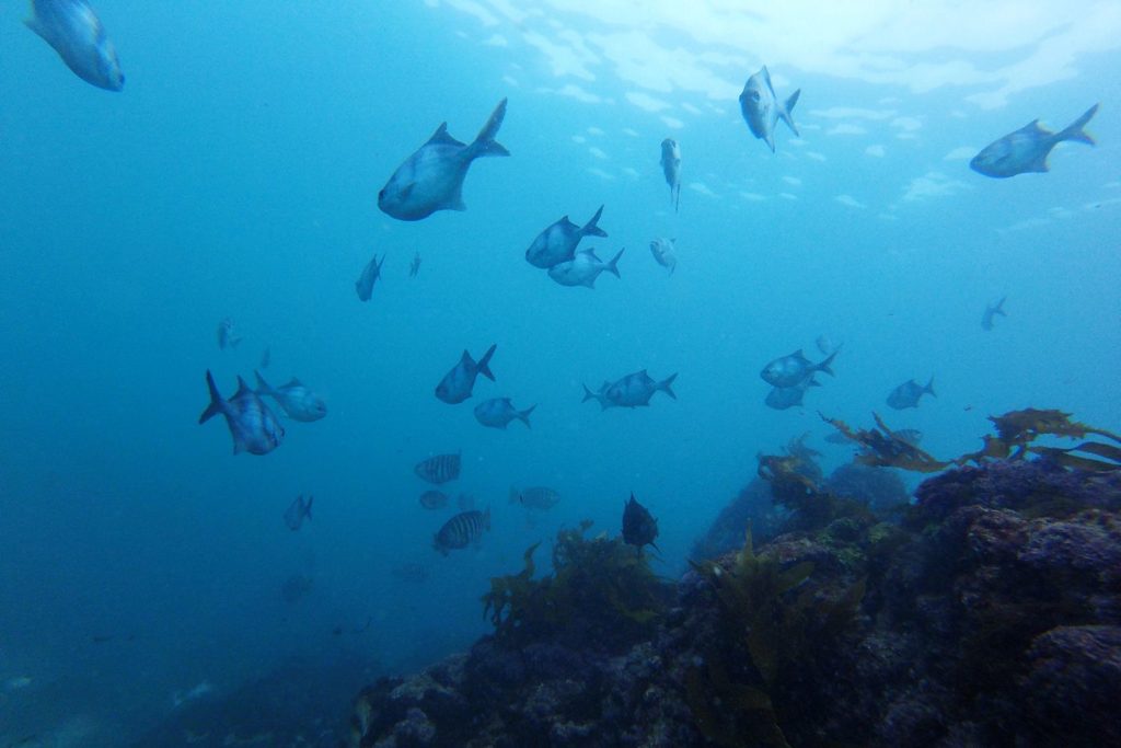 fish underwater