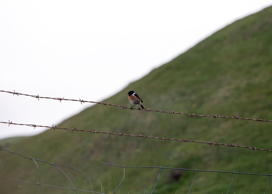 bird
