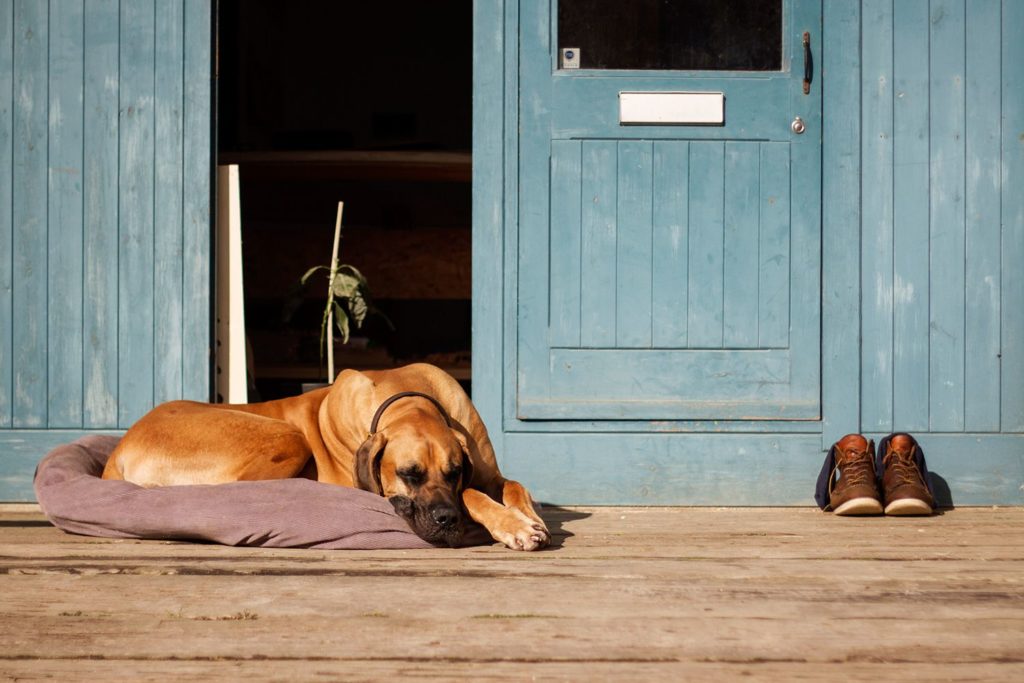 Otter workshop blue doors dog