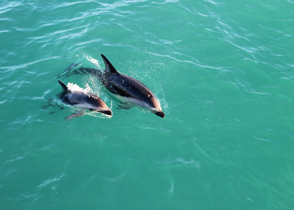 New Zealand