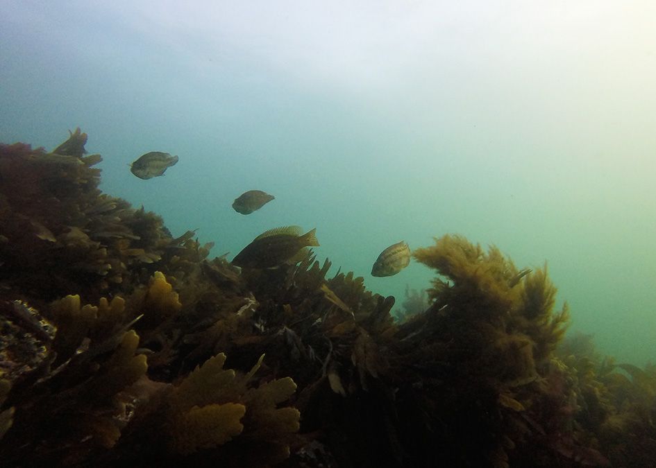 underwater fish