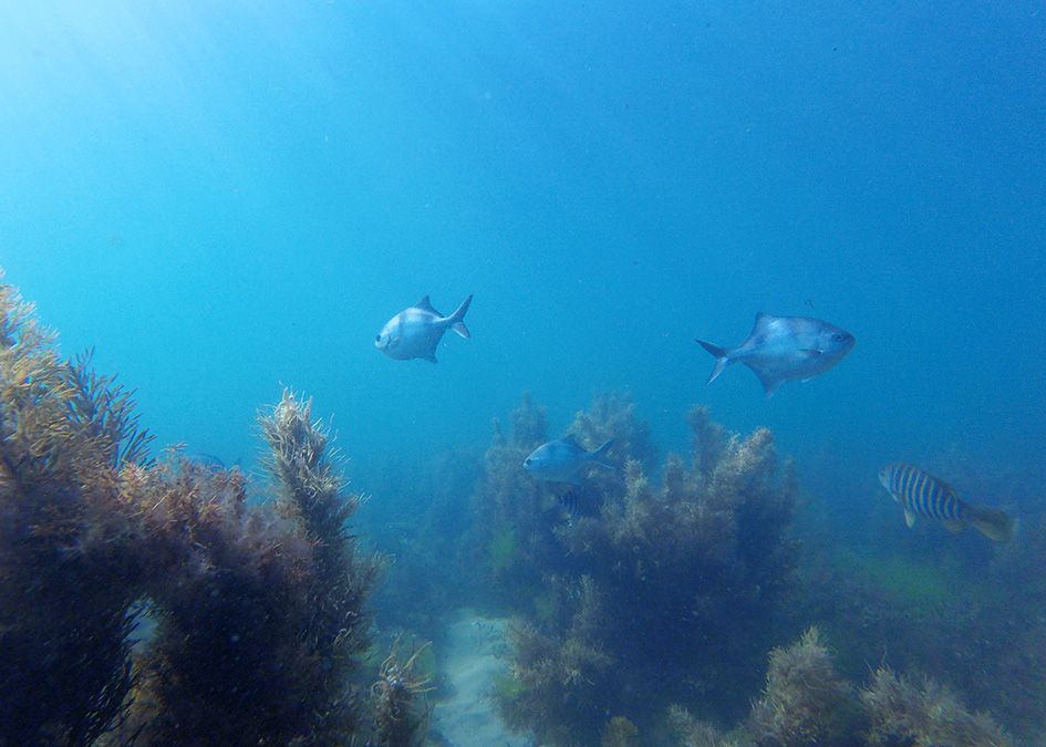 fish underwater