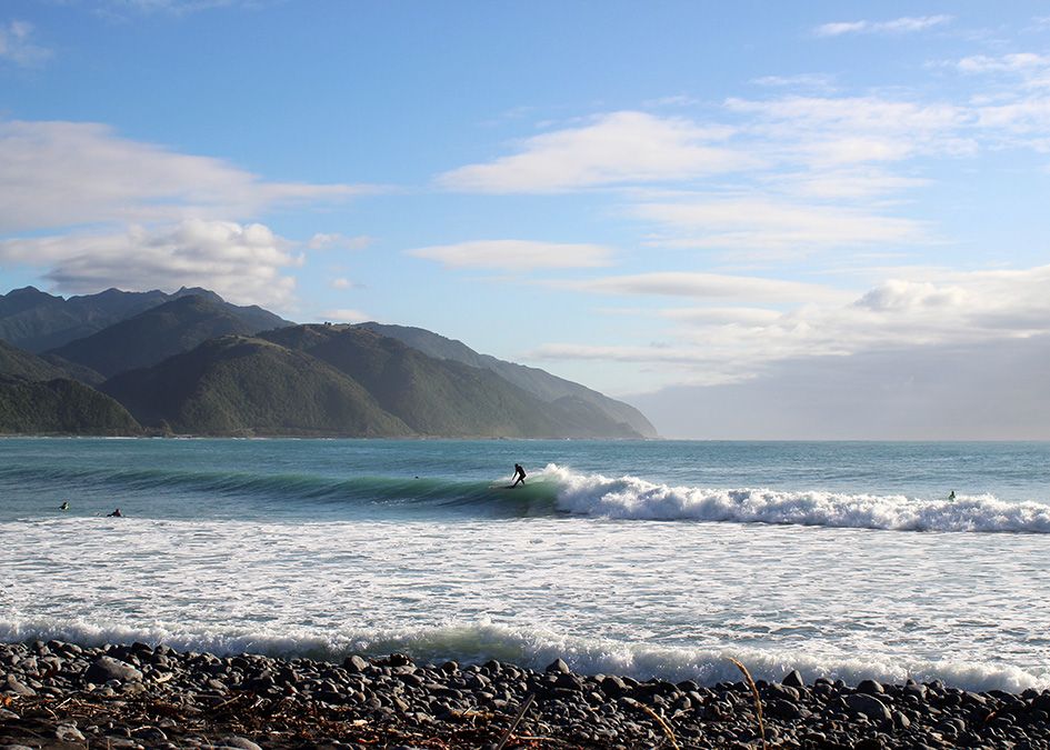 otter new zealand surfer wave